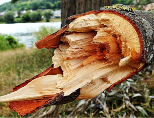 Inspecting Your Trees for Safety Issues