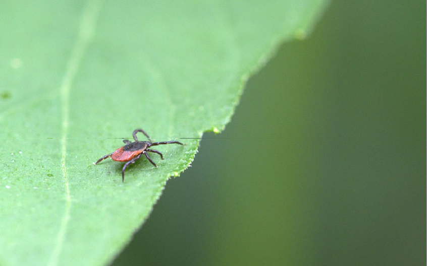 FACTS ABOUT TICKS & TICK CONTROL IN NJ